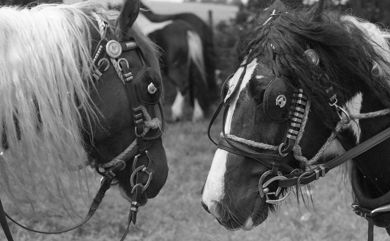 Photograph of Two Horses Heads