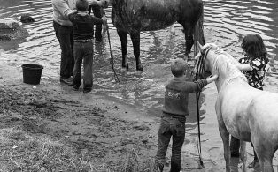 Horse Washing