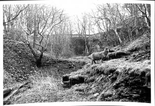 Photograph of Stone Quarry at Studfold