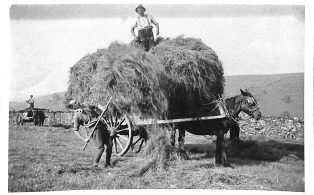 Photograph of Mr Charles Perfect Throwing Hay onto Cart