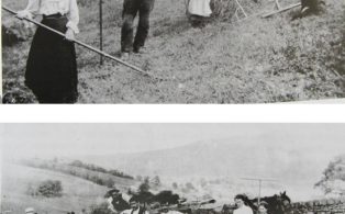 Thompson family hay-making
