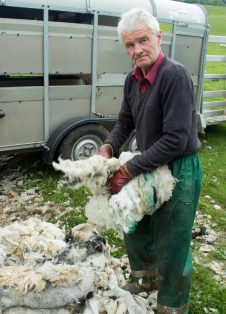 William Whitacker snr., Chapel-le-Dale, clipping sheep