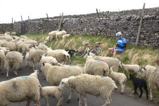 Cyclist on road to Langcliffe waylaid by sheep
