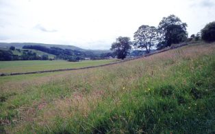 Semi-improved grassland in the Hodder Valley, Nr Slaidburn, Lancashire